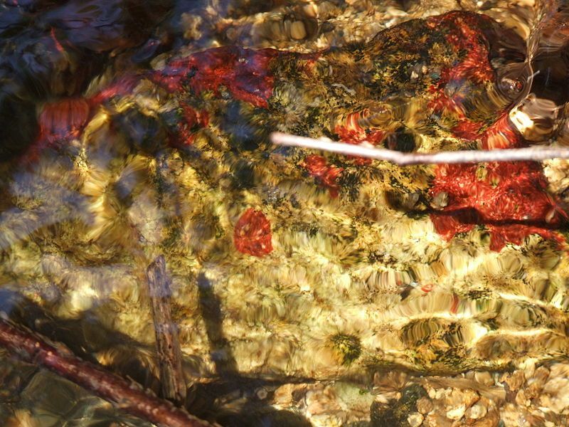 Krwawe kamienie - Spływ Krutynia